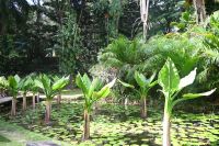 Seychellen - Mahe - botanischer Garten (6)
