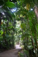 Seychellen - Mahe - botanischer Garten (7)