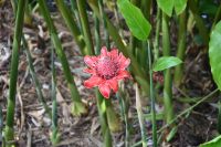 Seychellen - Mahe - botanischer Garten (8)
