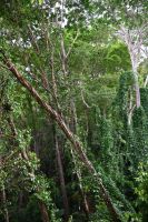 Seychellen - Mahe (3)