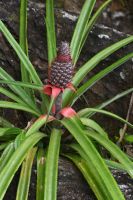 Seychellen - Mahe (7)