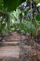 Seychellen - Praslin - Valle de Mai (2)