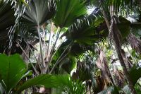 Seychellen - Praslin - Valle de Mai (3)