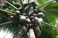 Seychellen - Praslin - Valle de Mai (4)