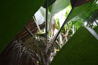 Seychellen - Praslin - Valle de Mai (5)