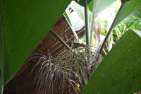 Seychellen - Praslin - Valle de Mai (6)