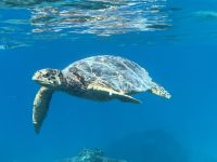 Seychellen - Schnorcheln vor St. Pierre