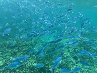 Seychellen - Schnorcheln bei Felicite