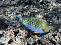 Seychellen - Schnorcheln bei Felicite