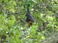 Seychellen - Flughund
