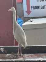 ...auf dem Wochenmarkt in Victoria (6)