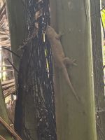 ...endemischer Gekko