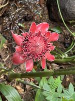 ...im botanischen Garten (1)