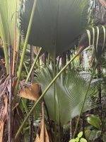 ...im Valle de Mai (1)