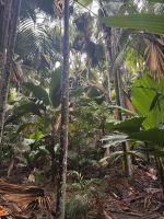 ...im Vallee de Mai (7)