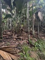 ...im Vallee de Mai (9)