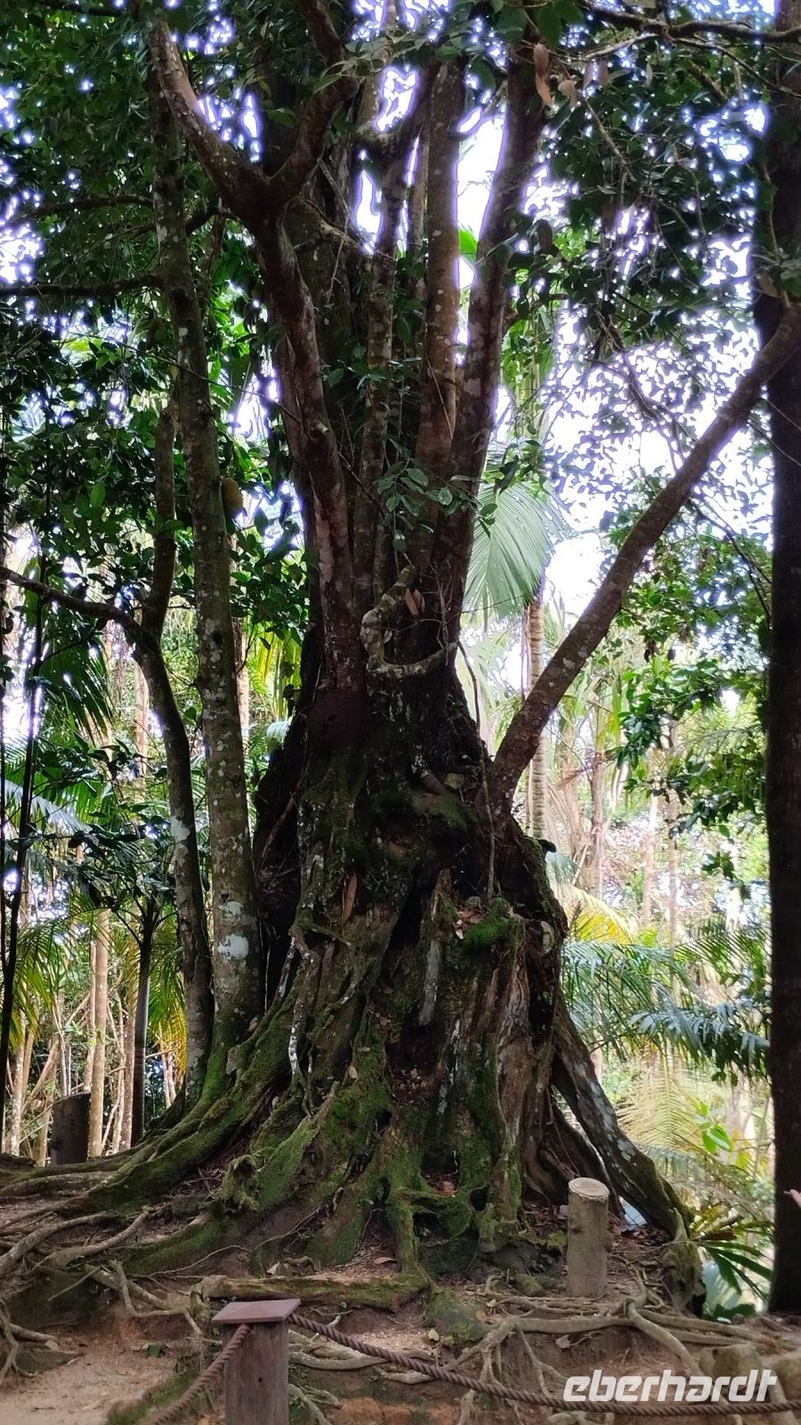 Die üppige Vegetation