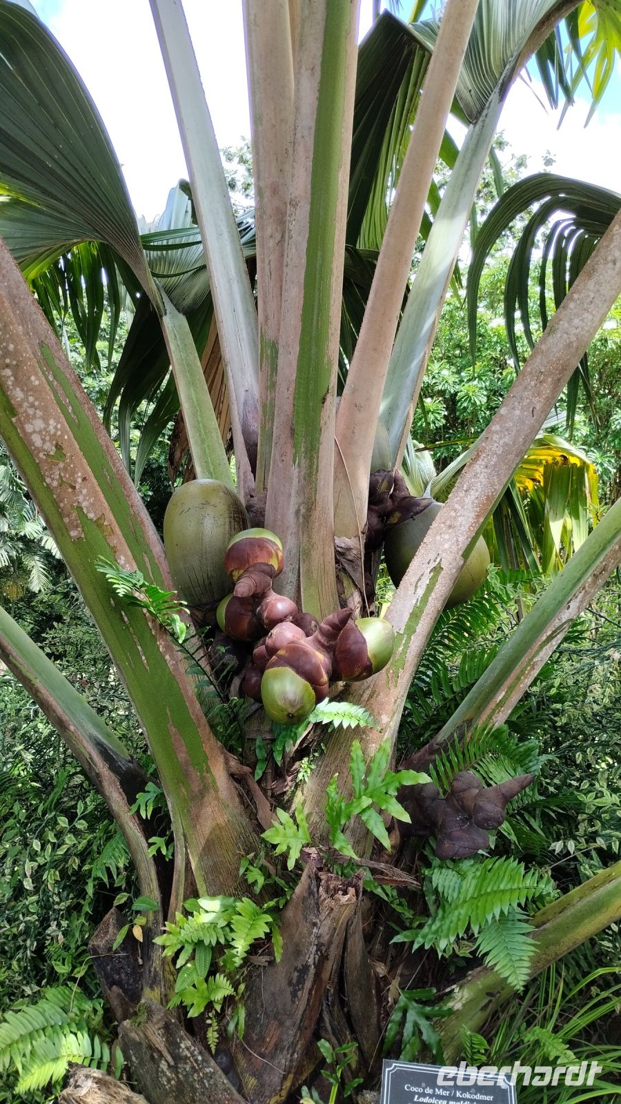 Im Botanischen Garten auf Mahe