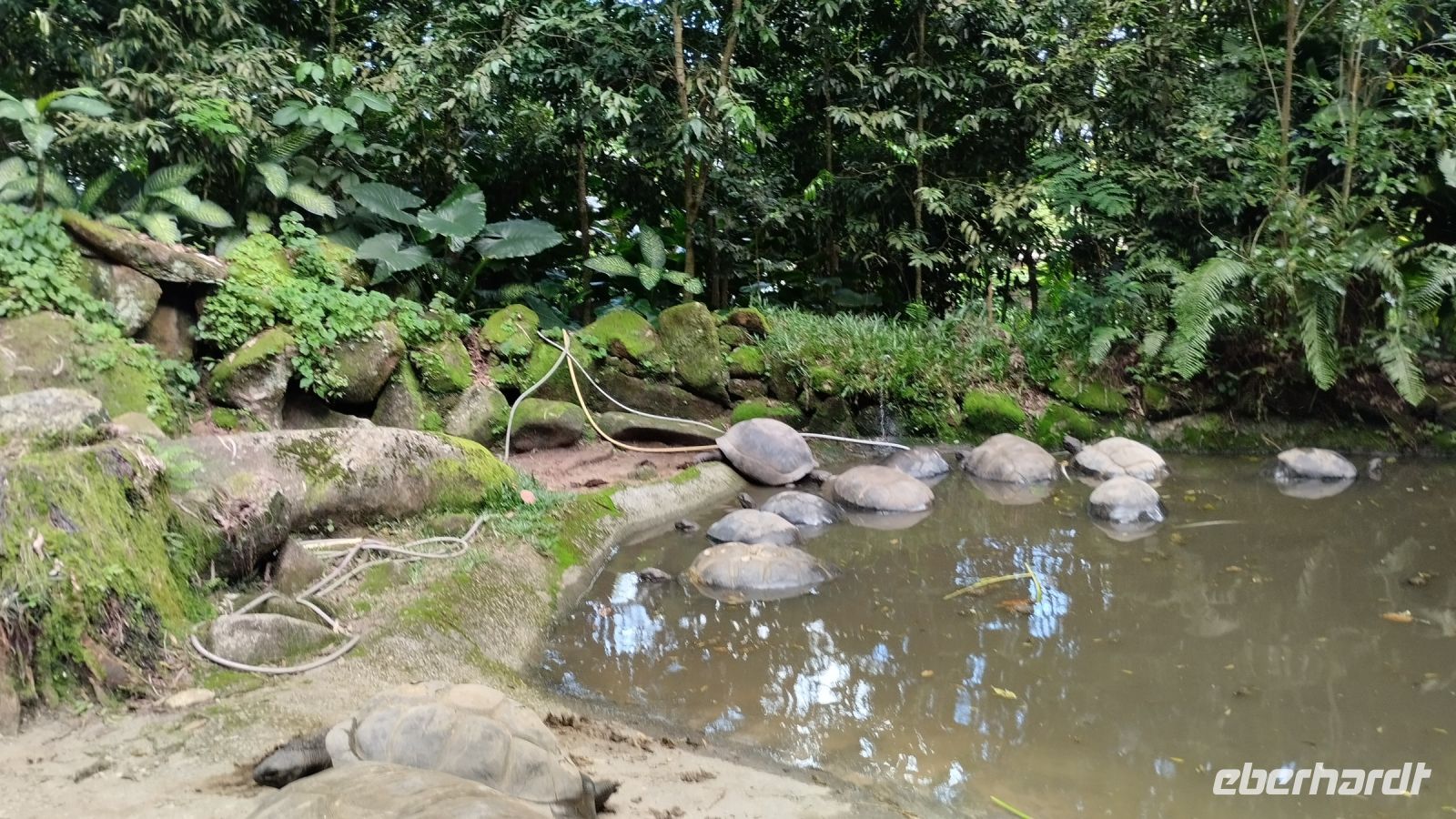 Hier sind die echten Schildkröten