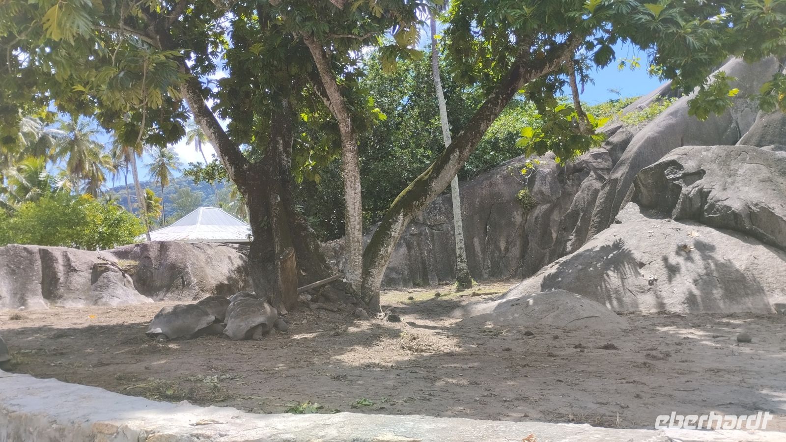 Auch hier sind Schildkröten zu sehen