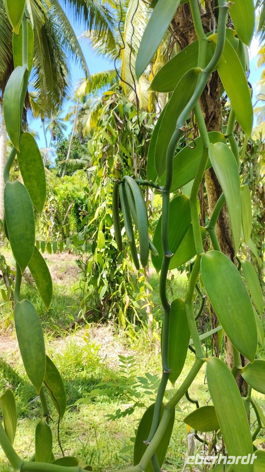 So wachsen die Vanilleschoten