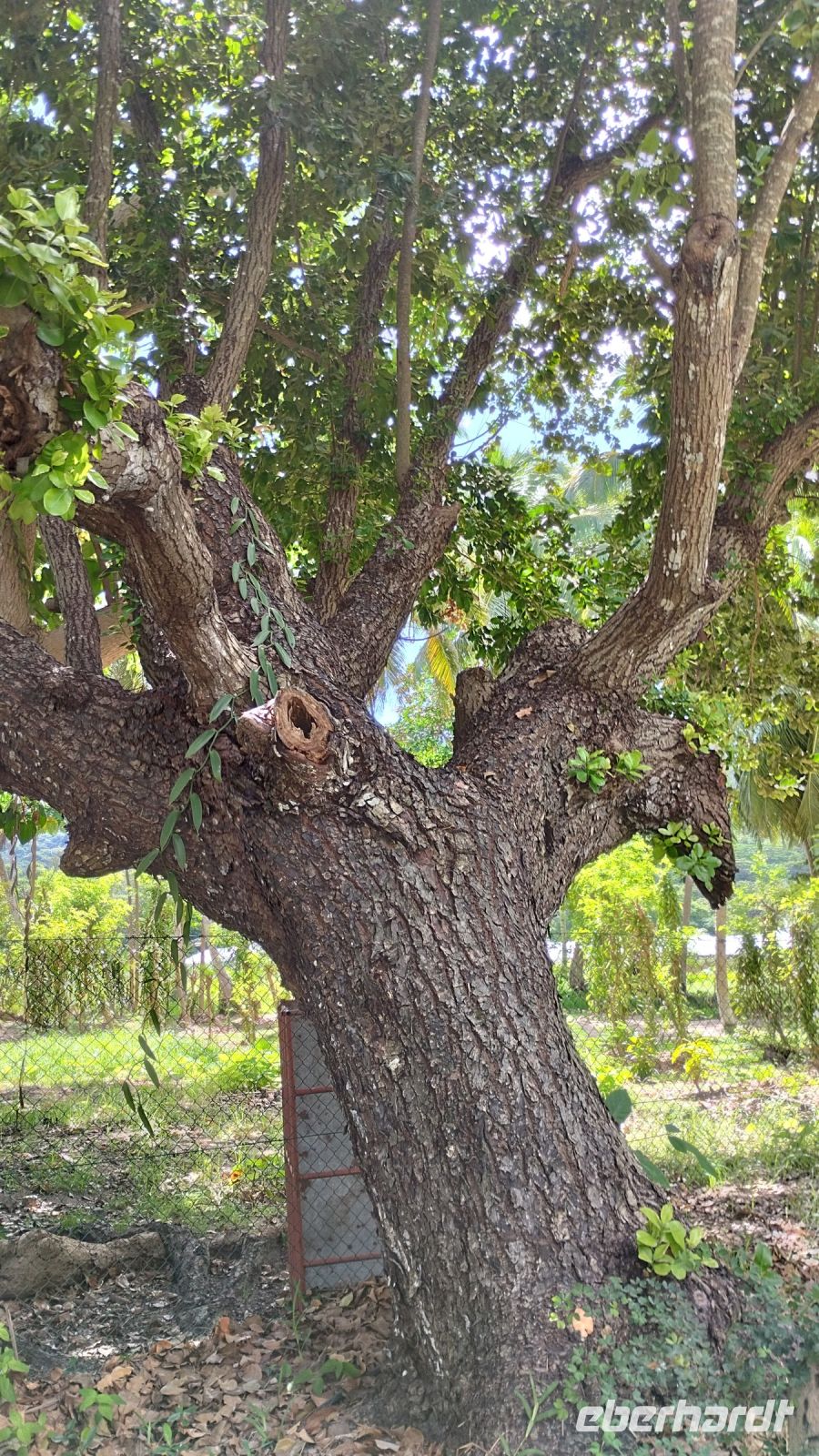 große Bäume schenken uns etwas Schatten