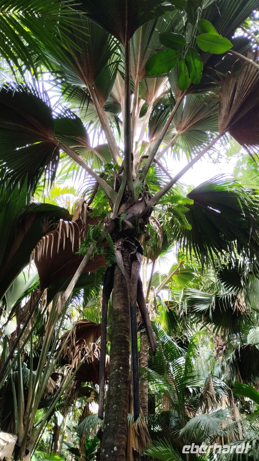 Wunderschöne große Blätter der Seychellenpalme