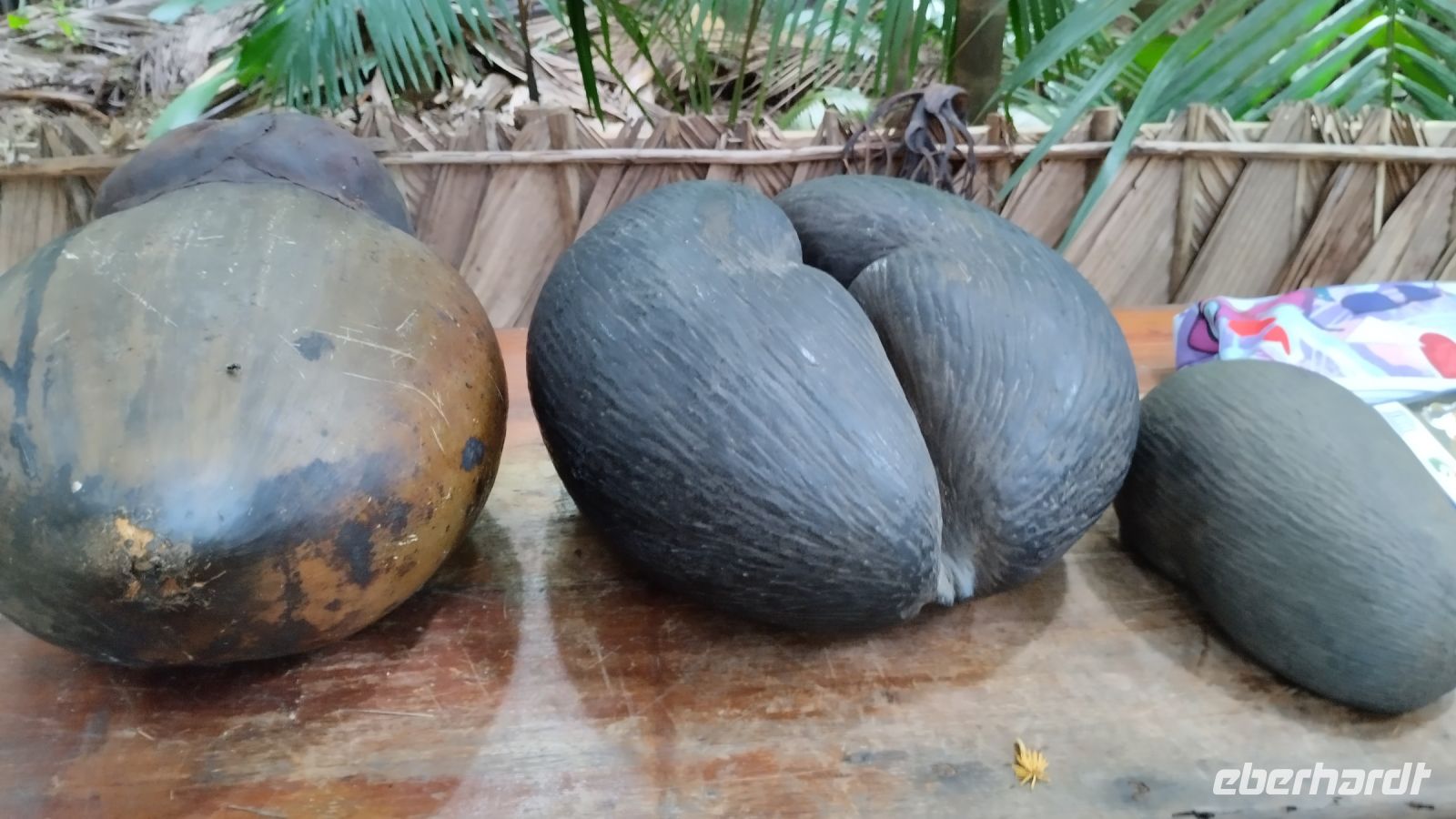 Coco de Mer - wiegen zum Teil bis zu 20 kg
