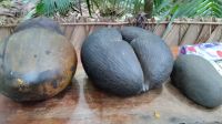 Coco de Mer - wiegen zum Teil bis zu 20 kg
