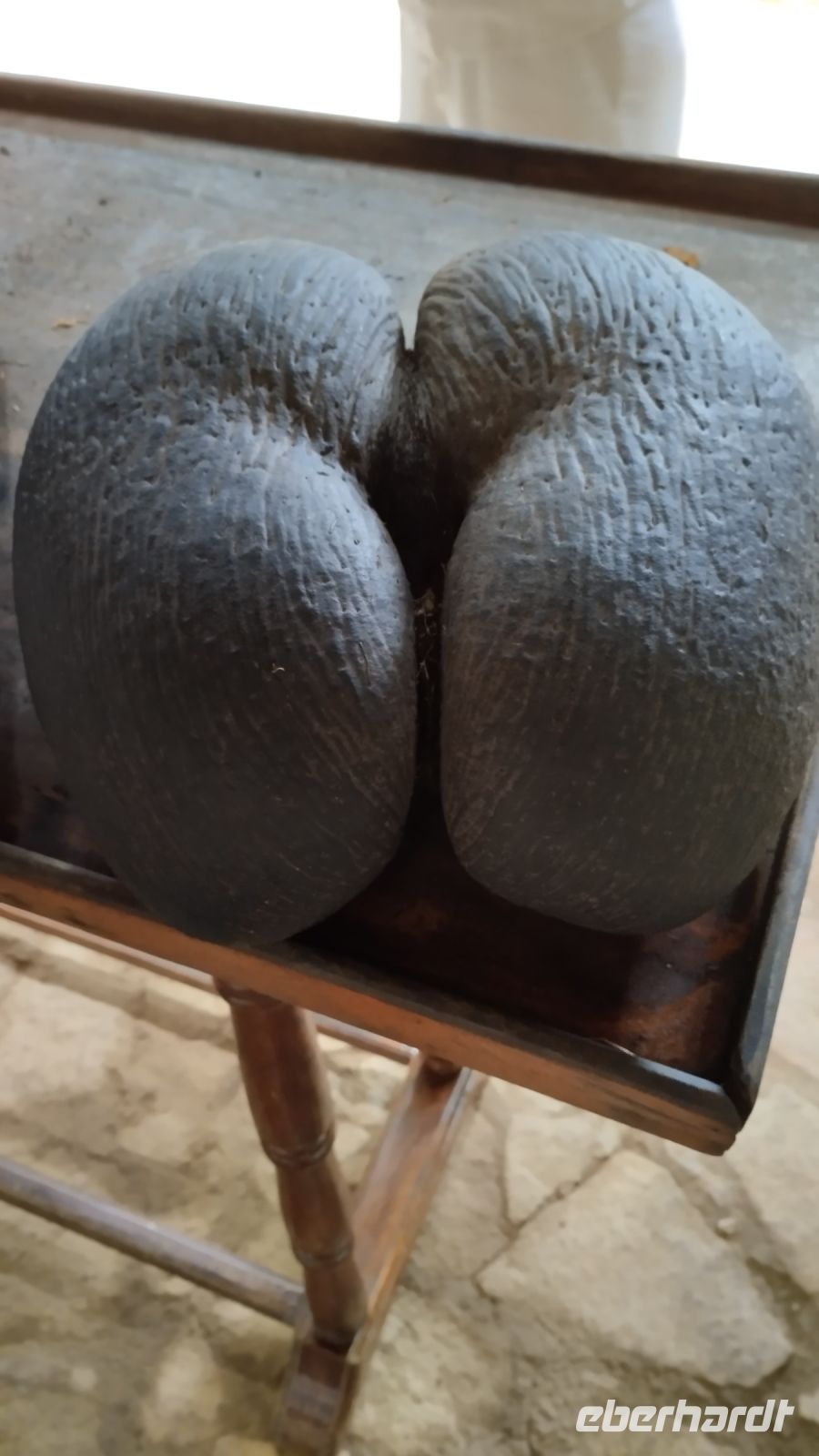 Der größte Samen der Pflanzenwelt