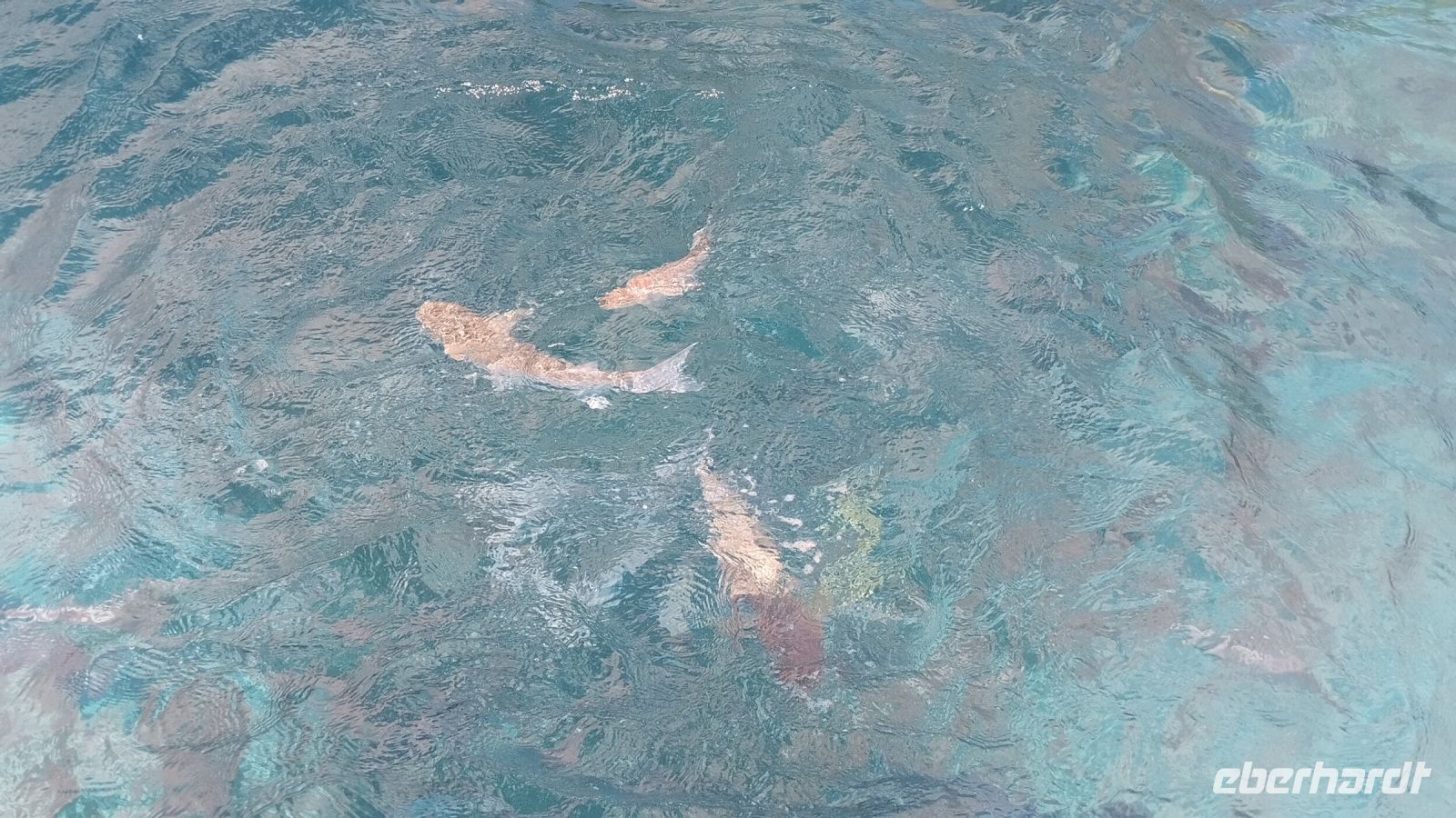 So viele verschiedene Fische...