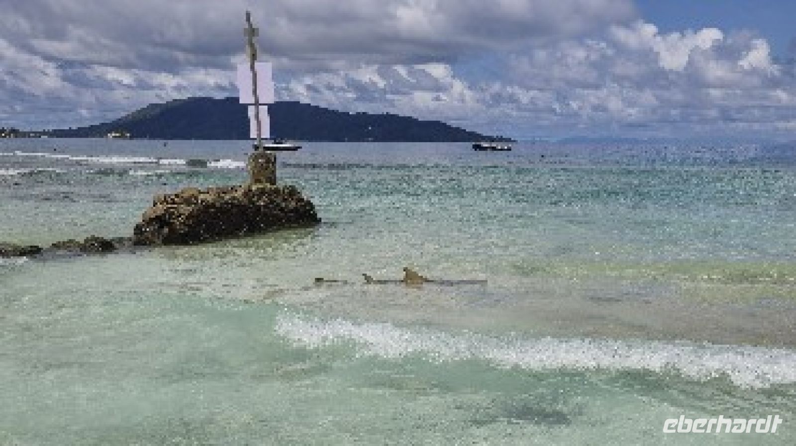 Der Haifisch war fast am Strand