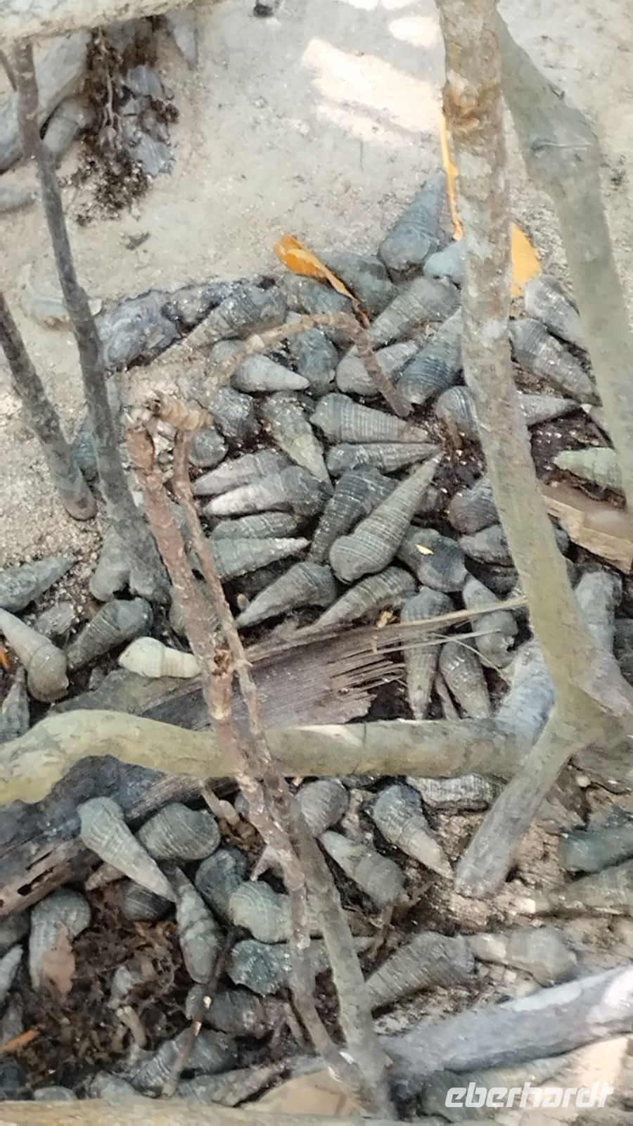 zwischen den Mangrovenbäumen gefunden