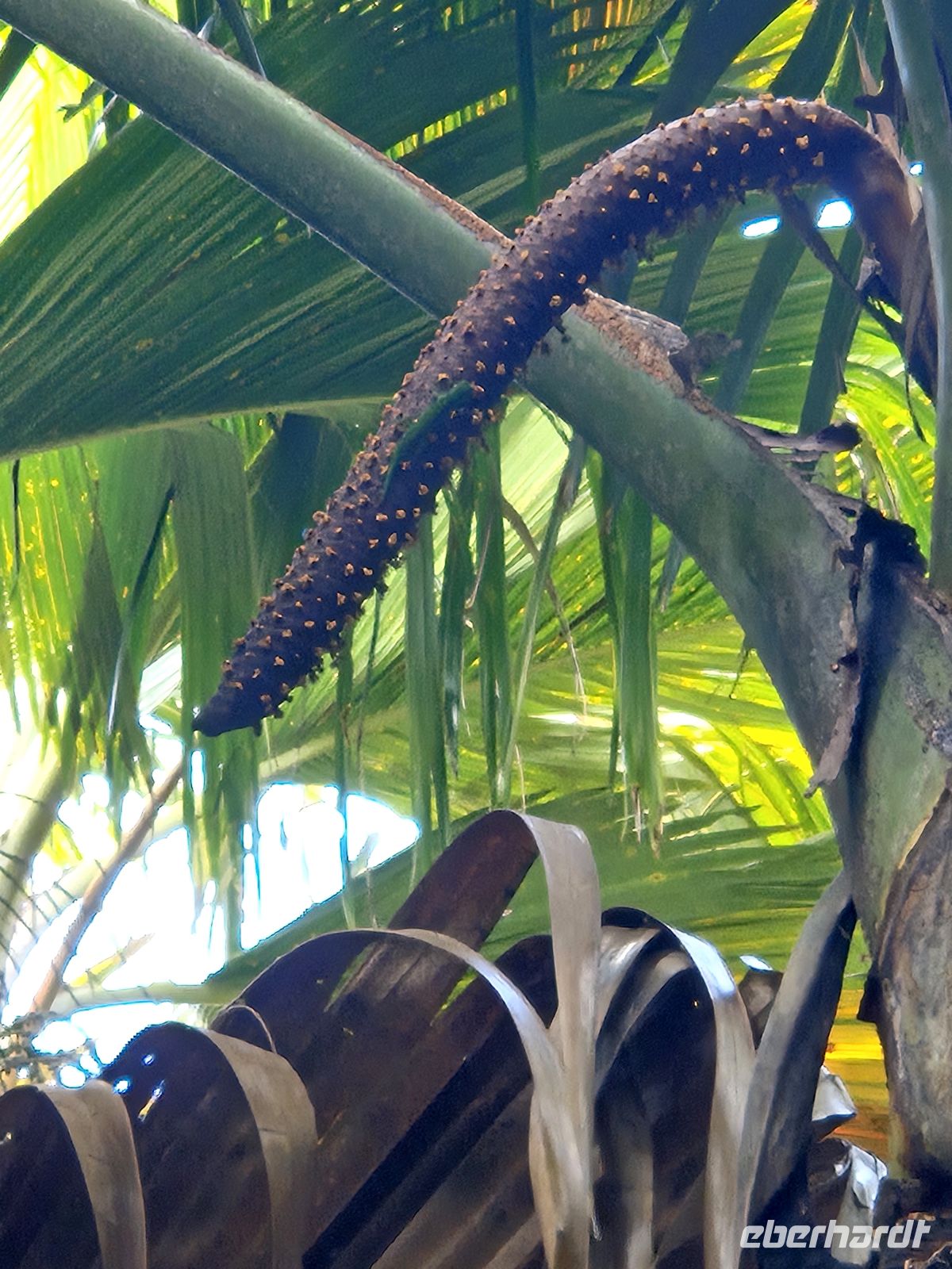 Praslin, Vallée de Mai