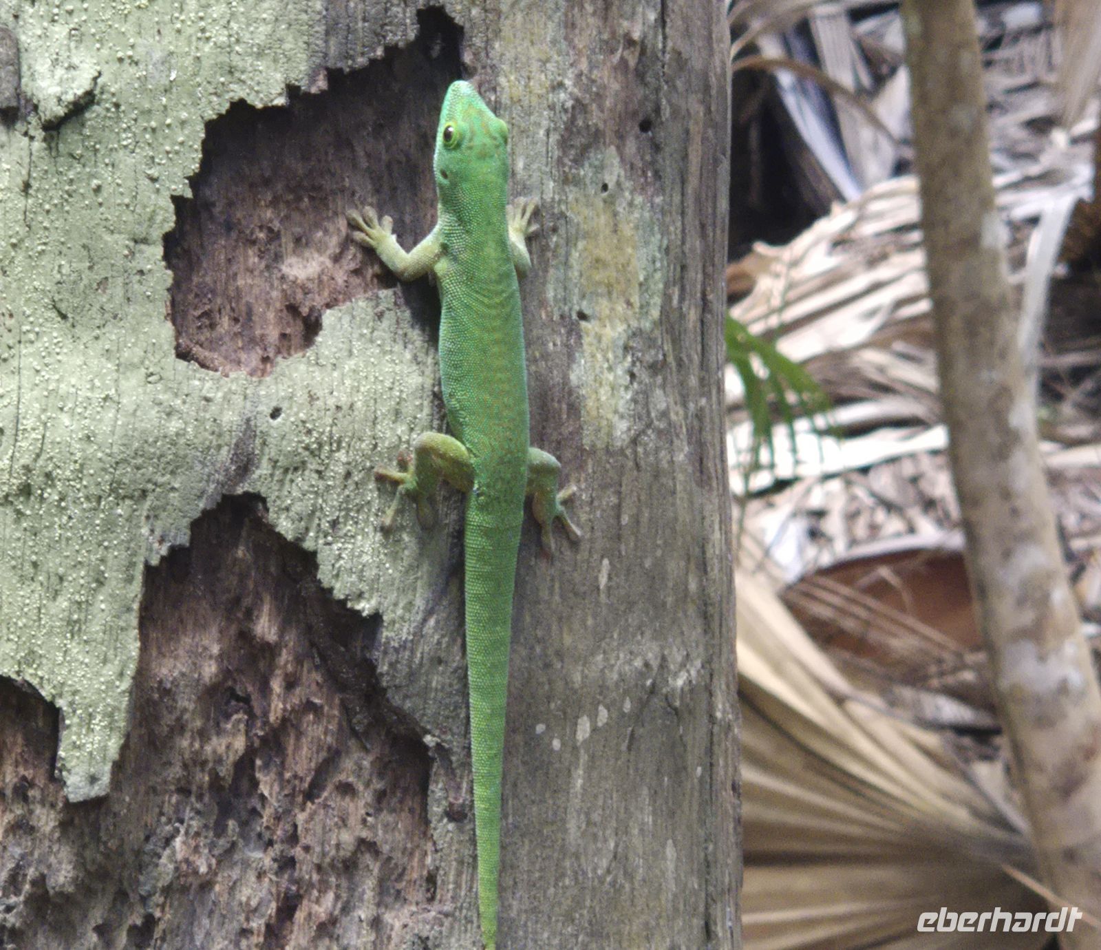 Praslin, Vallée de Mai
