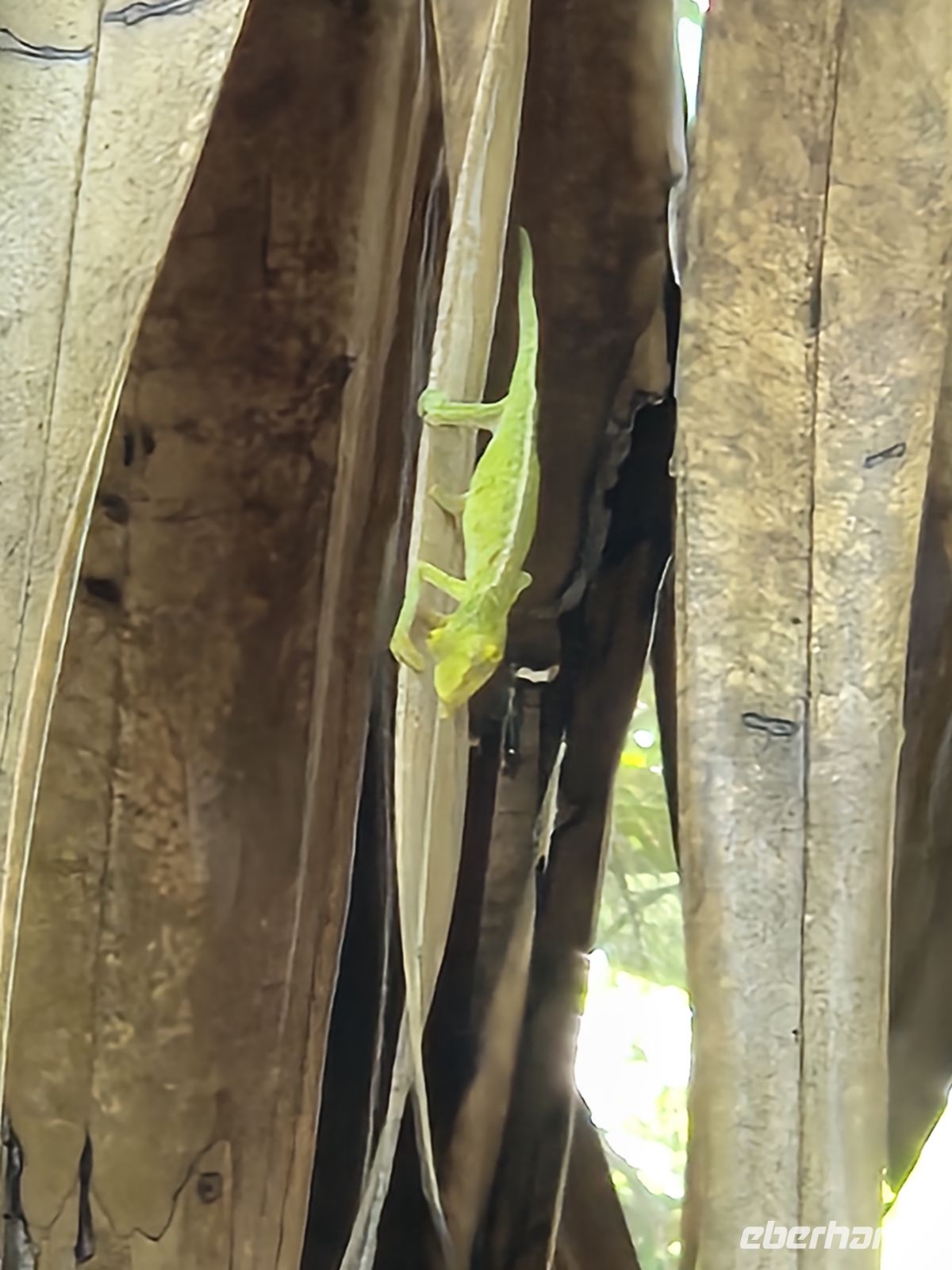 Praslin, Vallée de Mai