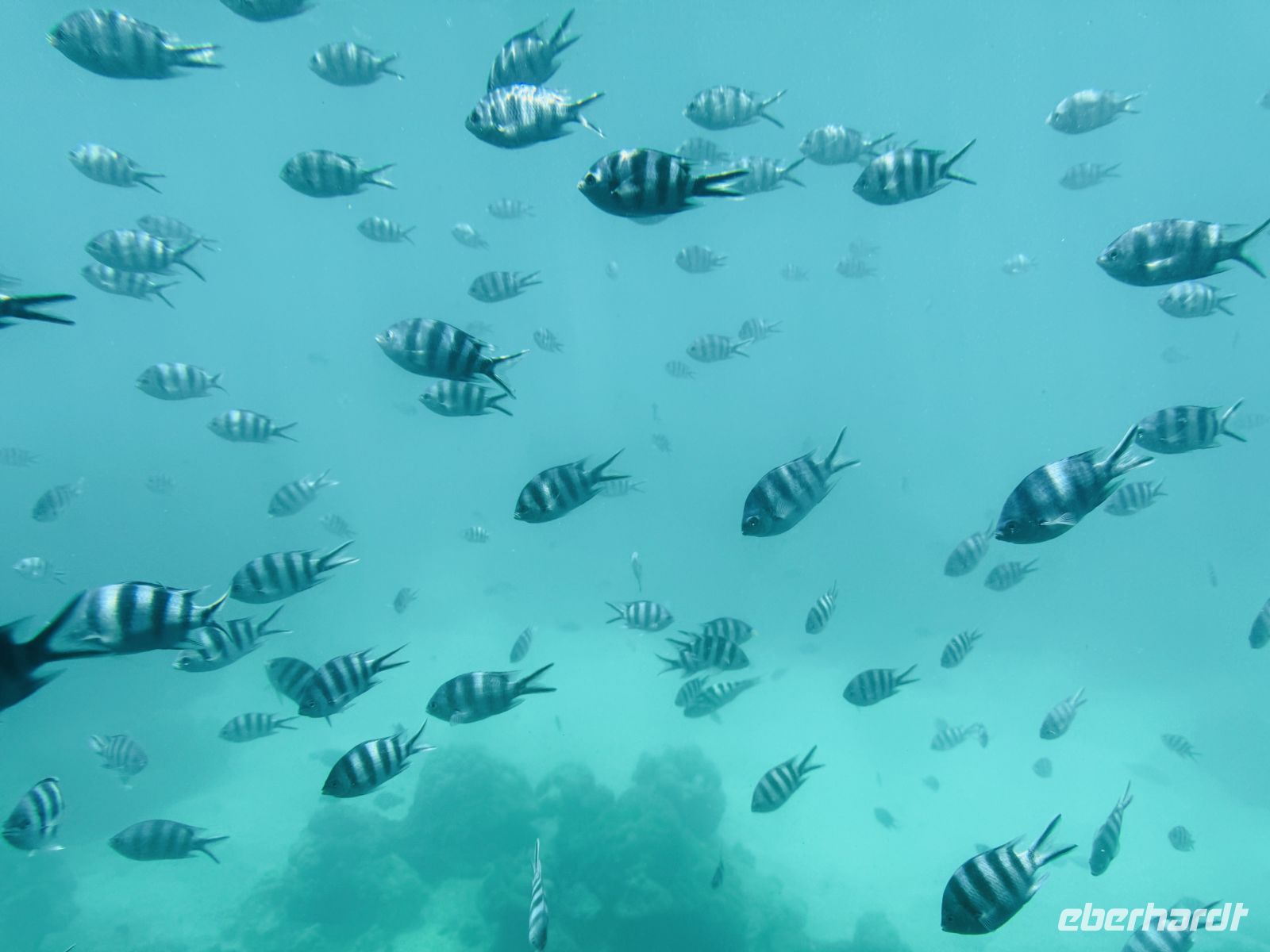 Unterwasserwelt St. Anne Marine Nationalpark