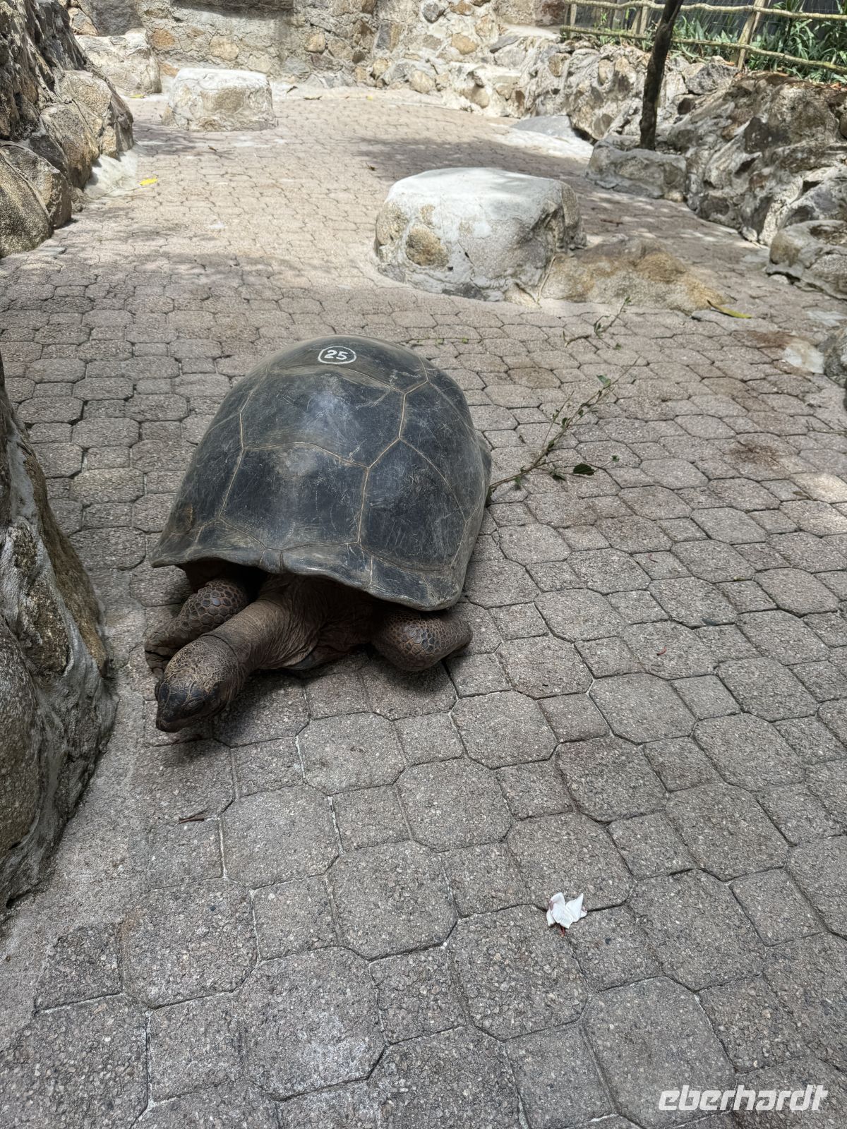 Riesenschildkröte auf Moyenne Island
