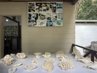 Korallenarten St. Anne Marine Nationalpark