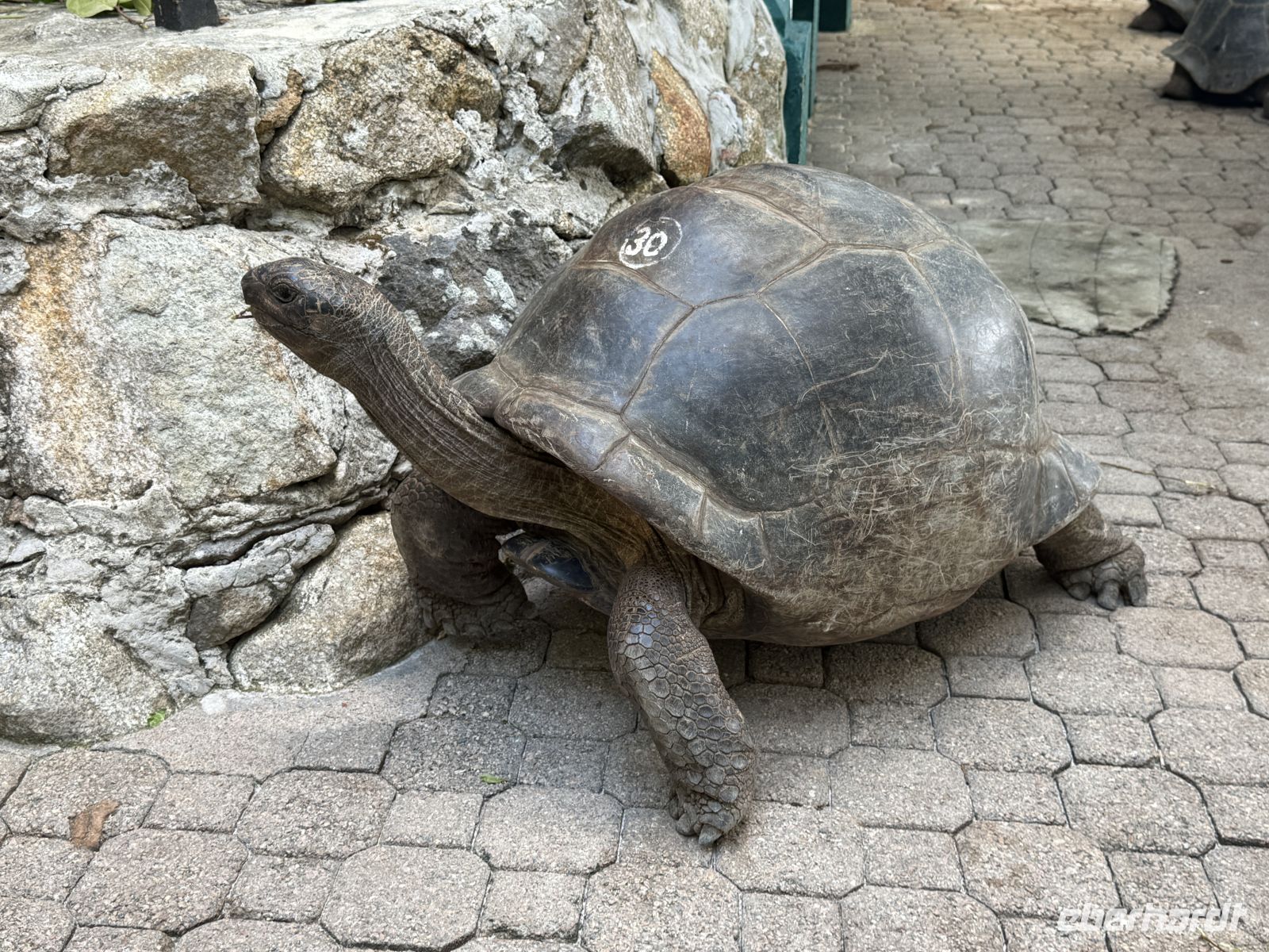 Riesenschildkröte auf Moyenne Island