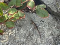 Spaziergang Moyenne Island