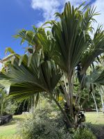Botanischer Garten Victoria