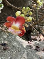 Botanischer Garten Victoria