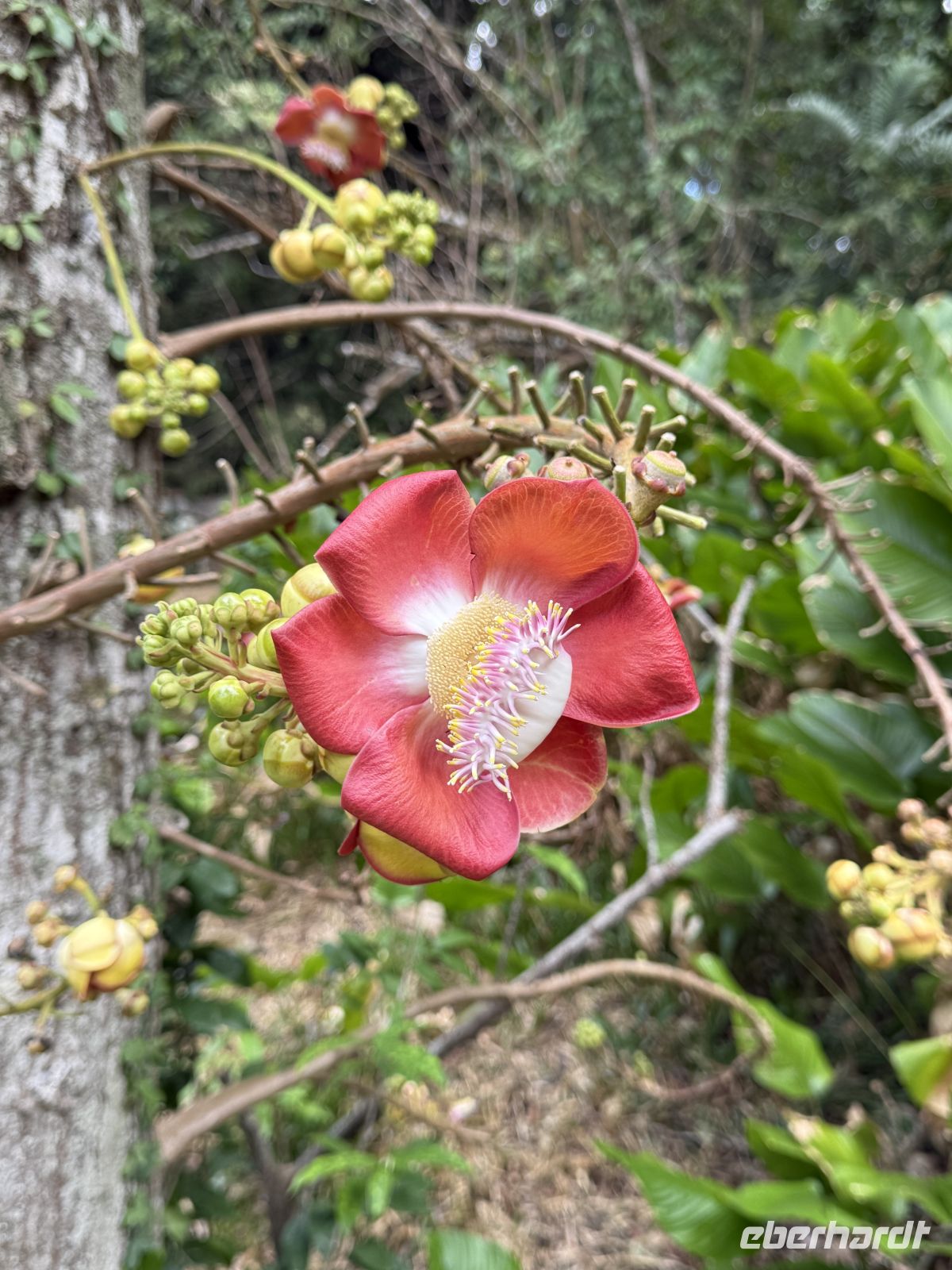 Botanischer Garten Victoria