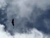 Flughund im botanischen Garten Victoria