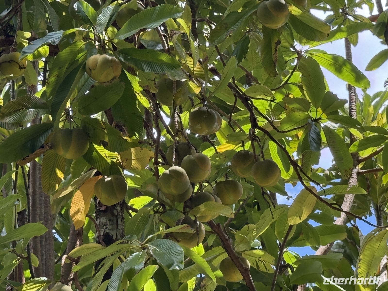 Botanischer Garten Victoria