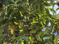 Botanischer Garten Victoria