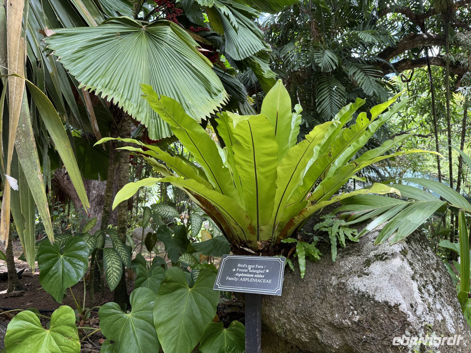 Botanischer Garten Victoria