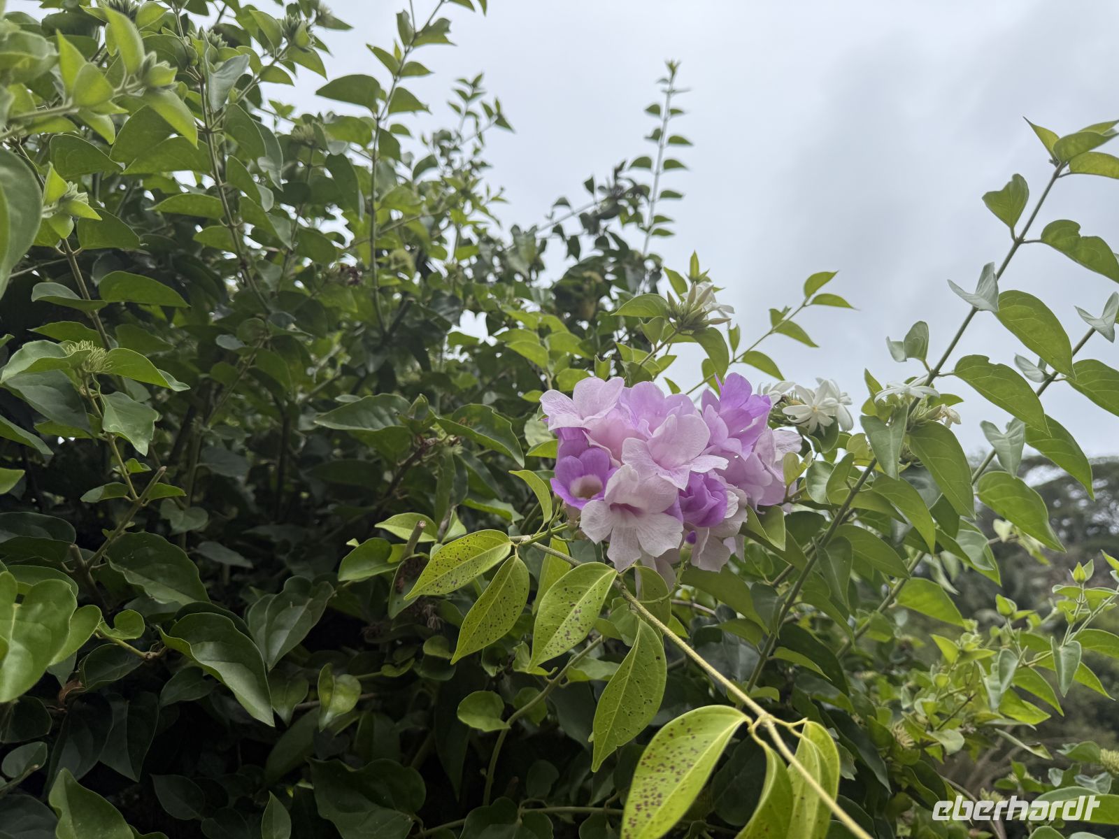 Jardin du Roi Gewürzgarten