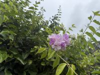 Jardin du Roi Gewürzgarten